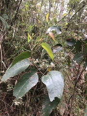 Eucalyptus obliqua