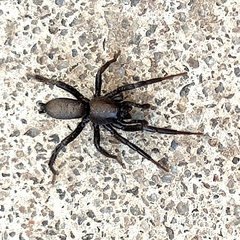 Zelotes