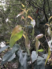 Eucalyptus obliqua