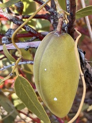 Leichhardtia australis