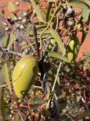 Leichhardtia australis