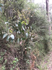 Eucalyptus obliqua