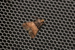 Pyralis pictalis