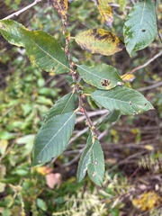 Salix atrocinerea