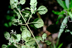 Prostanthera melissifolia