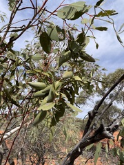 Leichhardtia australis