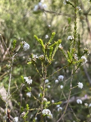 Leucopogon microphyllus microphyllus