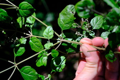 Prostanthera melissifolia