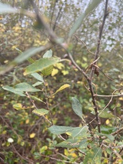 Salix atrocinerea