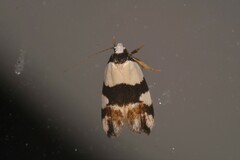 Zonopetala decisana