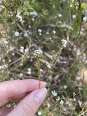 Leucopogon microphyllus microphyllus
