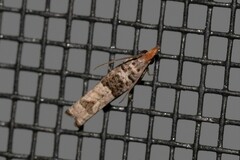 Spilonota constrictana
