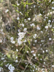 Leucopogon microphyllus microphyllus