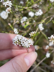 Leucopogon microphyllus microphyllus