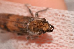 Cerambycinae