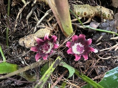 Aspidistra attenuata