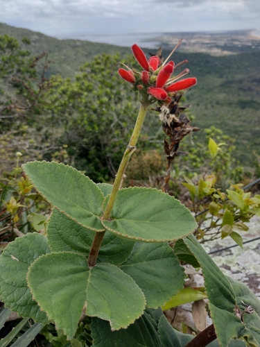 Sinningia macrostachya