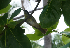 Gavicalis versicolor