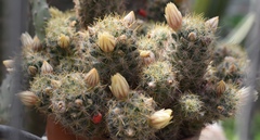 Mammillaria prolifera