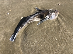 Genyagnus monopterygius