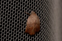 Tortricopsis pyroptis