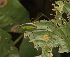 Leucopodoptera eumundii