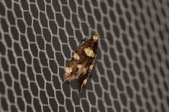 Limnaecia tetraplanetis