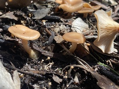 Singerocybe clitocyboides