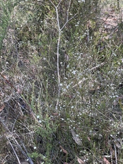 Leucopogon microphyllus microphyllus