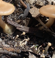 Singerocybe clitocyboides