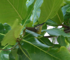 Gavicalis versicolor