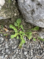 Crepis sancta