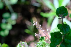 Prostanthera melissifolia