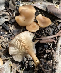 Singerocybe clitocyboides