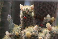Mammillaria prolifera
