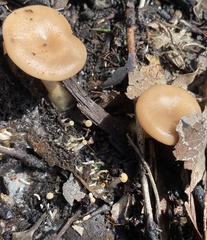 Singerocybe clitocyboides