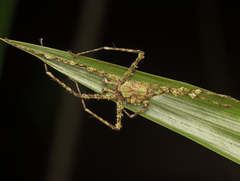 Pandercetes gracilis