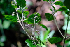 Prostanthera melissifolia