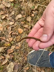 Plantaginaceae