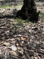 Singerocybe clitocyboides