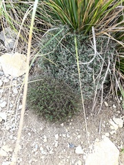 Astragalus balearicus