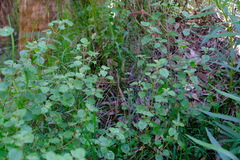 Prostanthera melissifolia