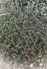 Astragalus balearicus