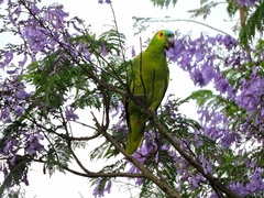 Amazona aestiva