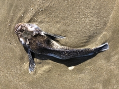 Genyagnus monopterygius