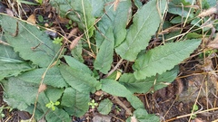 Salvia pratensis