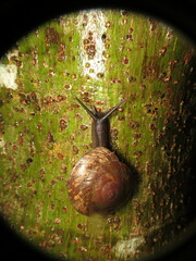 Caracolus