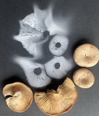 Singerocybe clitocyboides