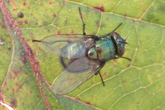 Neomyia cornicina