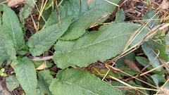 Salvia pratensis